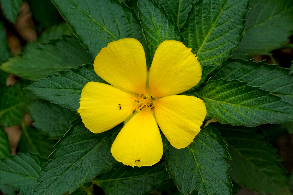 Представитель Семейства Turneraceae